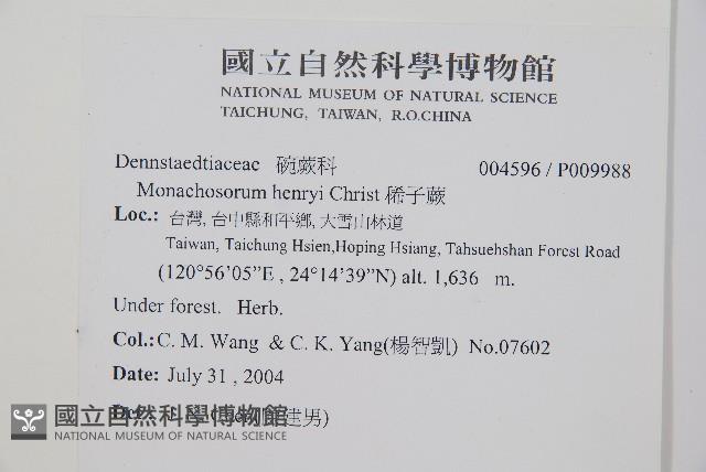 稀子蕨藏品圖，第2張