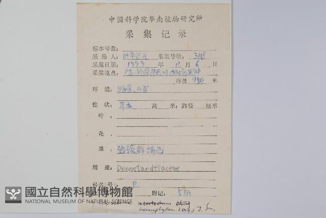 異葉雙唇蕨藏品圖，第2張