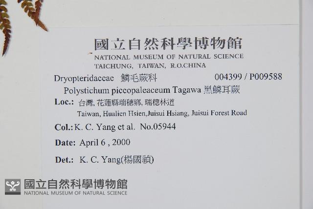 黑鱗耳蕨藏品圖，第2張