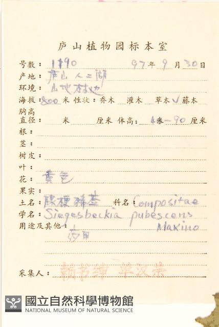 腺梗豨薟藏品圖，第2張