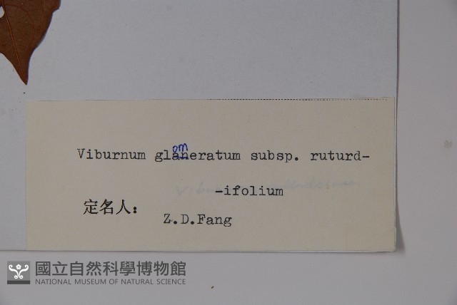 圓葉莢迷藏品圖，第2張