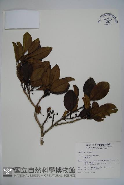 鐵冬青藏品圖，第1張