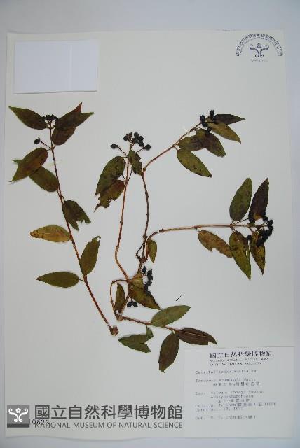 阿里山忍冬、漸尖葉忍冬藏品圖，第1張