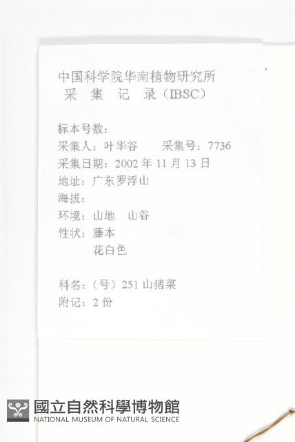 毛姬旋花藏品圖，第2張