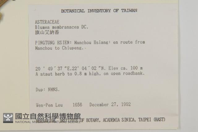 旗山艾納香藏品圖，第2張