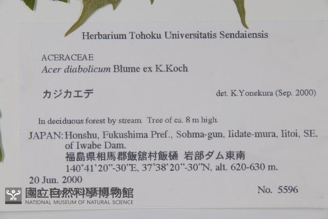 鬼槭藏品圖，第2張