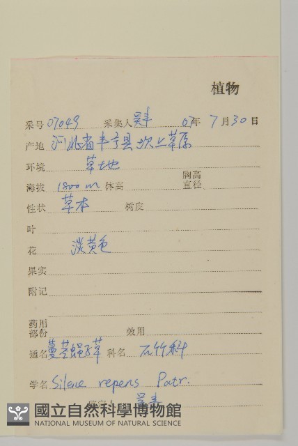 匍生蠅子草藏品圖，第2張