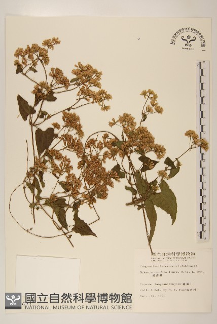 蔓澤蘭藏品圖，第1張