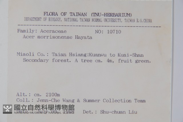 臺灣紅榨槭藏品圖，第2張