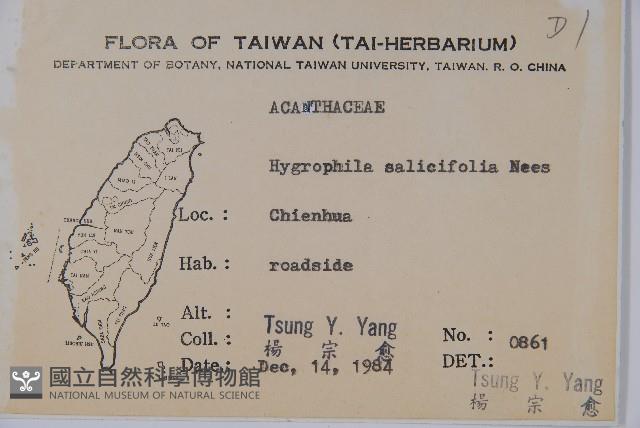 柳葉水蓑衣藏品圖，第2張