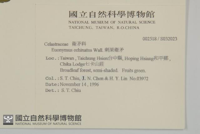 刺果衛矛藏品圖，第2張