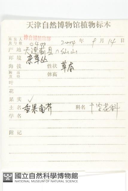 垂果南芥菜藏品圖，第2張