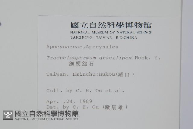 細梗絡石藏品圖，第2張