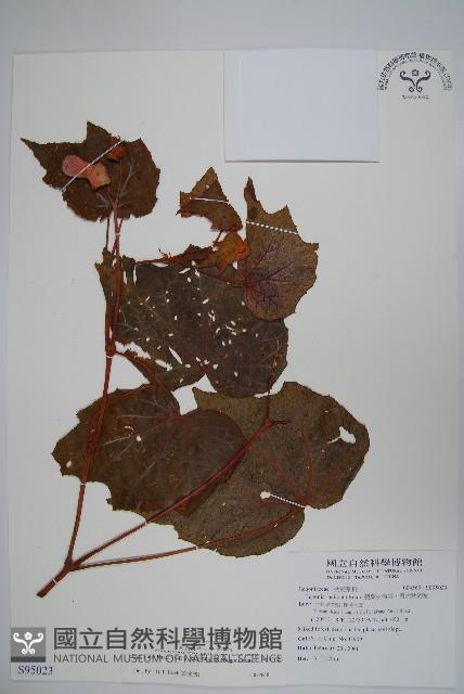 裂葉秋海棠藏品圖，第1張