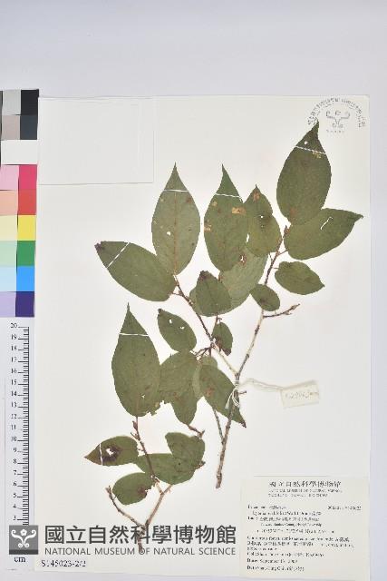 南燭藏品圖，第2張