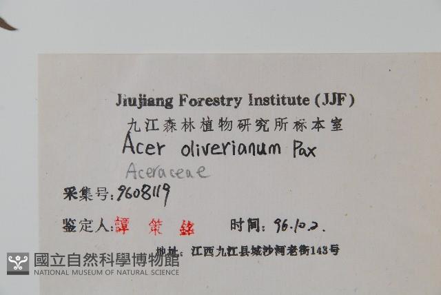 五裂槭藏品圖，第2張