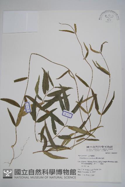 山橙藏品圖，第1張