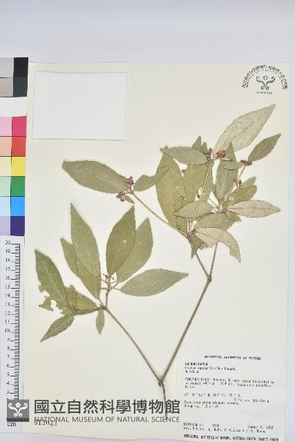 裡白巴豆藏品圖，第1張