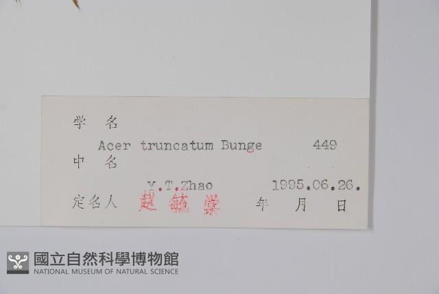 元寶槭藏品圖，第2張