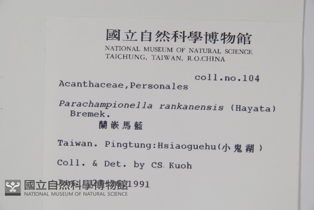 蘭嵌馬藍藏品圖，第2張