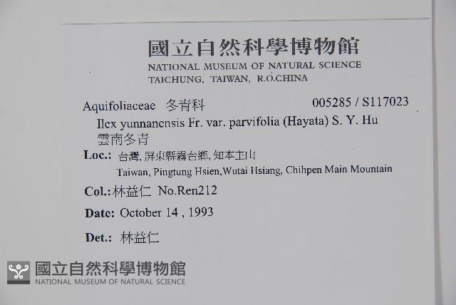 雲南冬青藏品圖，第2張