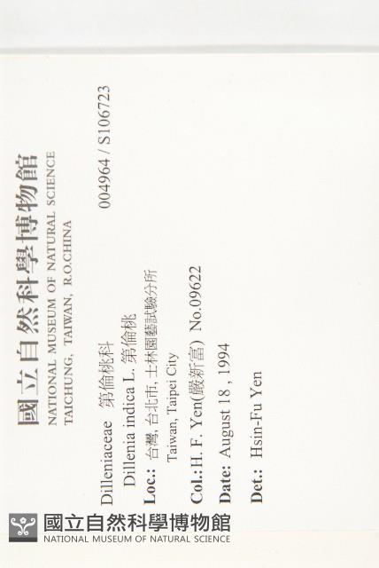 India Dillenia, Hondapara Collection Image, Figure 2, Total 2 Figures