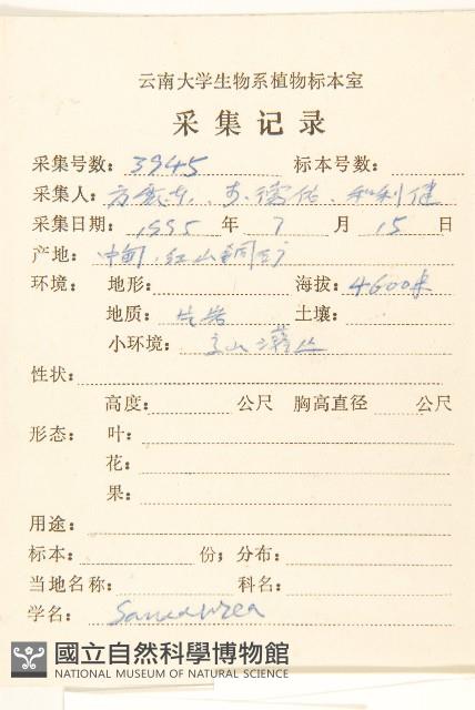 東俄洛風毛菊藏品圖，第2張