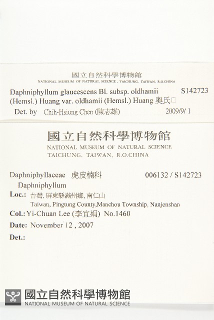 奧氏虎皮楠藏品圖，第2張