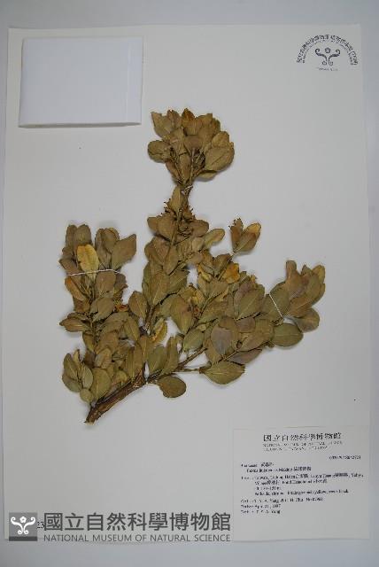 琉球黃楊藏品圖，第1張