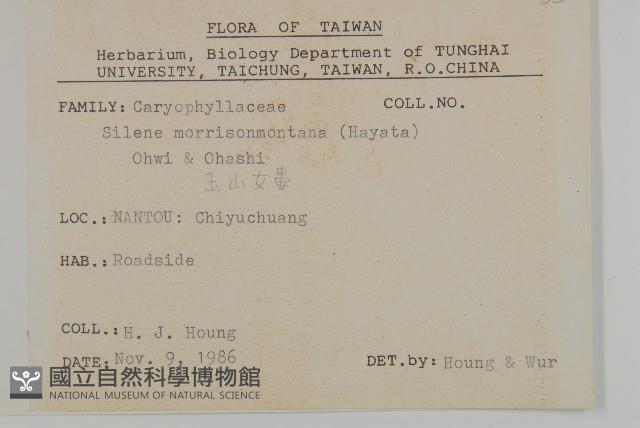 玉山蠅子草藏品圖，第2張