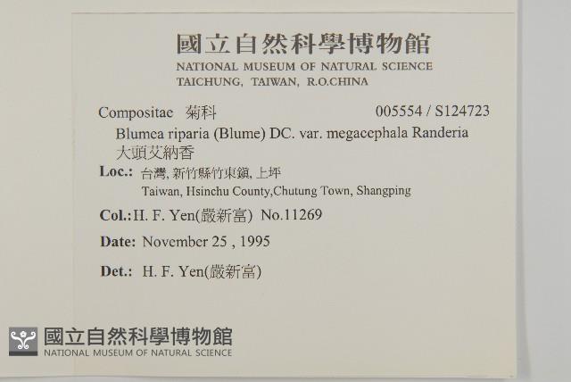 大頭艾納香藏品圖，第2張