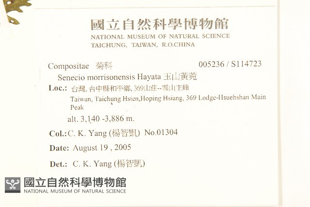 玉山黃菀藏品圖，第2張