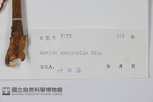 頭序蔥木藏品圖，第2張