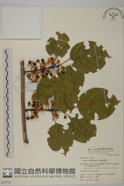 大葉南蛇藤藏品圖，第1張