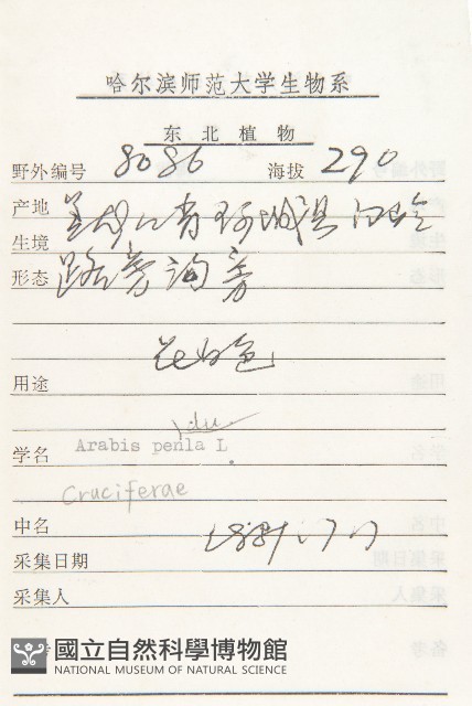 垂果南芥菜藏品圖，第2張
