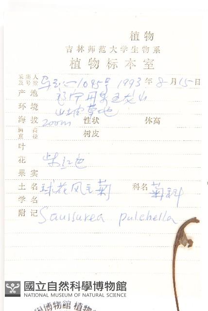 球花鳳毛菊藏品圖，第2張