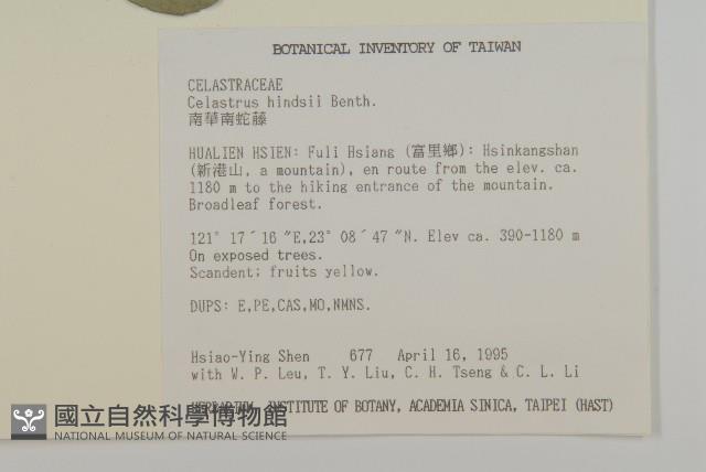 南華南蛇藤，青江藤藏品圖，第2張