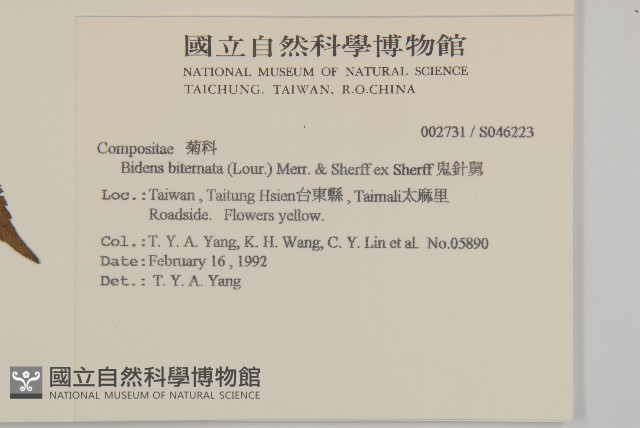 鬼針舅藏品圖，第5張