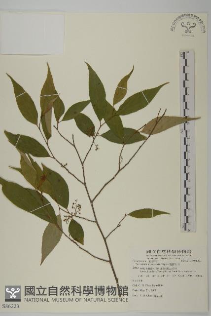 佩羅特木藏品圖，第1張
