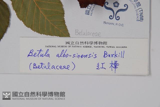 紅樺藏品圖，第2張