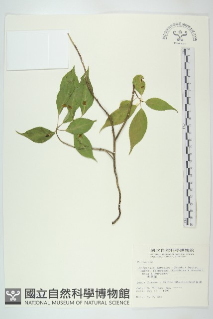 臺灣青莢葉藏品圖，第1張