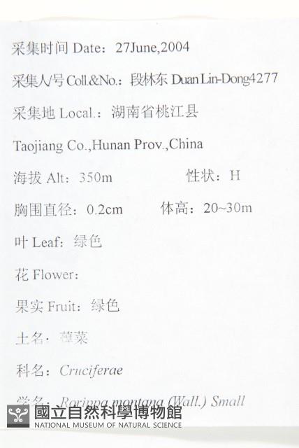 無瓣蔊菜藏品圖，第2張