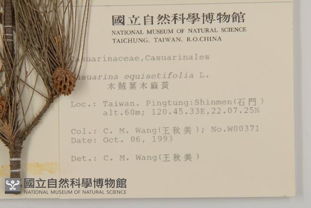 木麻黃藏品圖，第2張