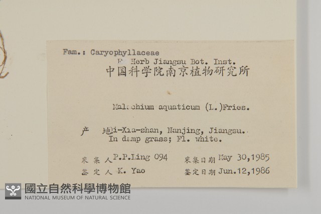 牛繁縷藏品圖，第2張