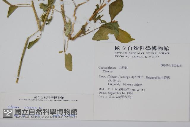 向天黃藏品圖，第2張