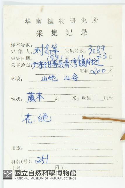 異萼飛蛾藤藏品圖，第2張