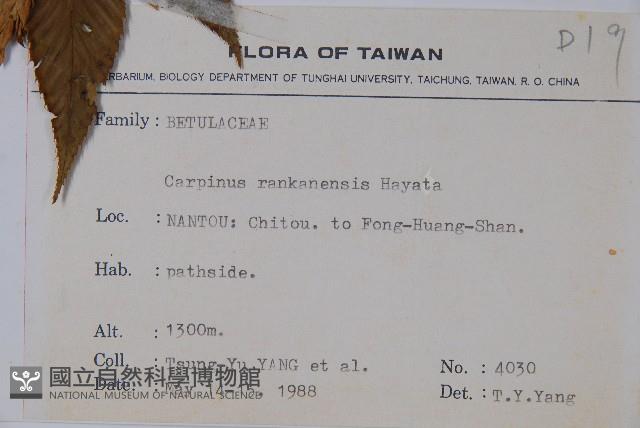 蘭邯千金榆藏品圖，第2張