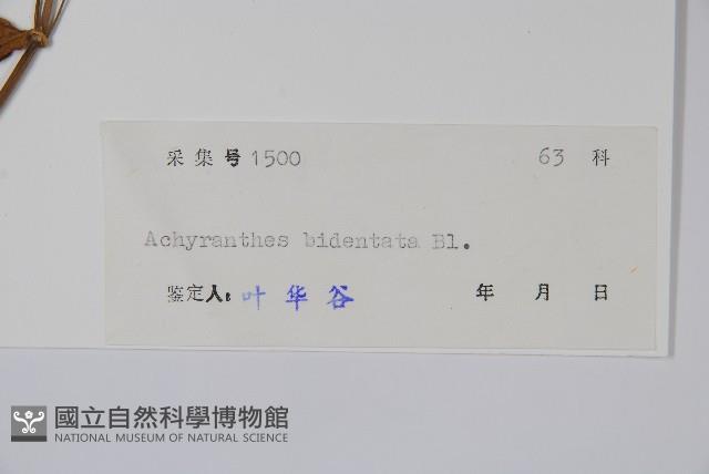 牛膝藏品圖，第2張