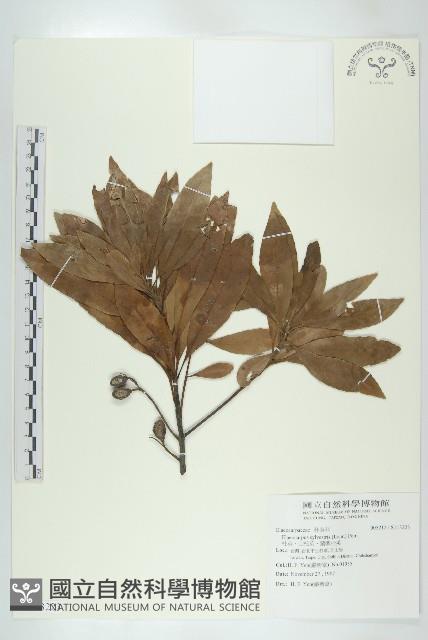 杜英、山杜英、蘭嶼杜英藏品圖，第1張