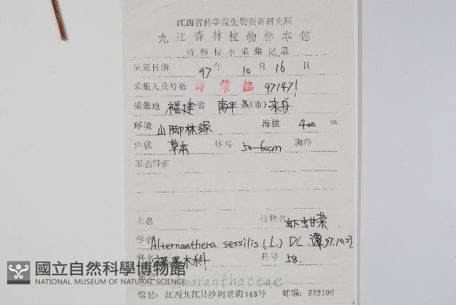 蓮子草藏品圖，第2張